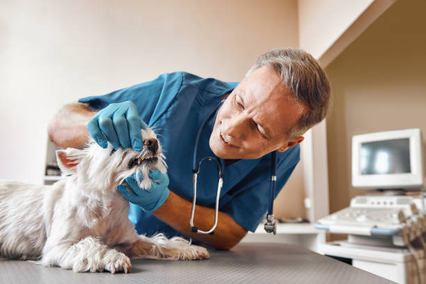 Best Emergency Dental Care for Broken or Chipped Teeth in Coushatta, LA